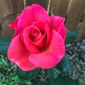 Meet your Posher, Bailey